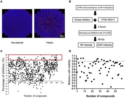 In vitro Anti-Hantavirus Activity of Protein Kinase Inhibitor 8G1 Targeting AKT/mTOR/eIF4E Signaling Pathway